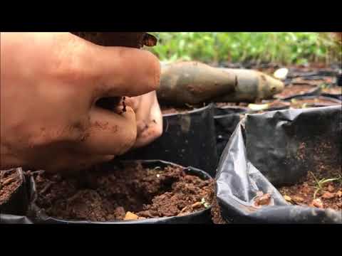 Forests4Water Brazil: Community Climate Action