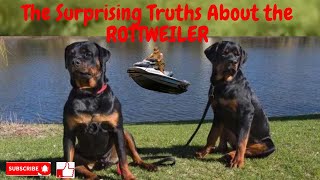 ROTTWEILER: Discover the Truths About This Breed !!!