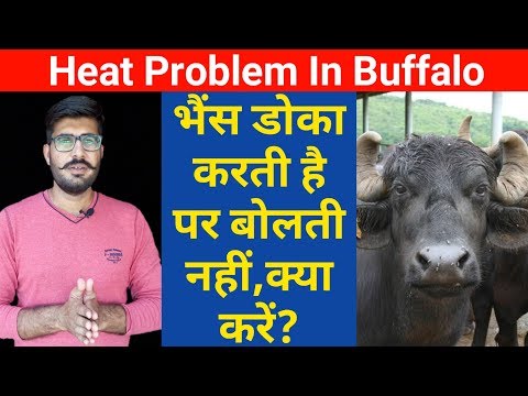भैंस डोका करती है लेकिन बोलती नहीं है ,क्या करें | bhanis ko heat me lane ka tarika | Dairy farming