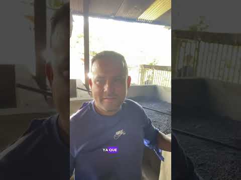 Proceso del secado del café En Ospino estado Portuguésa pequeño y mediano productor