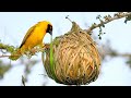 The 5 Most Amazing Bird Nests In The Animal World