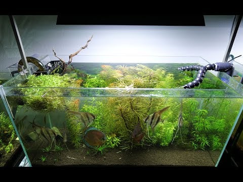 Planted Altum Angel and Discus Tank 4K