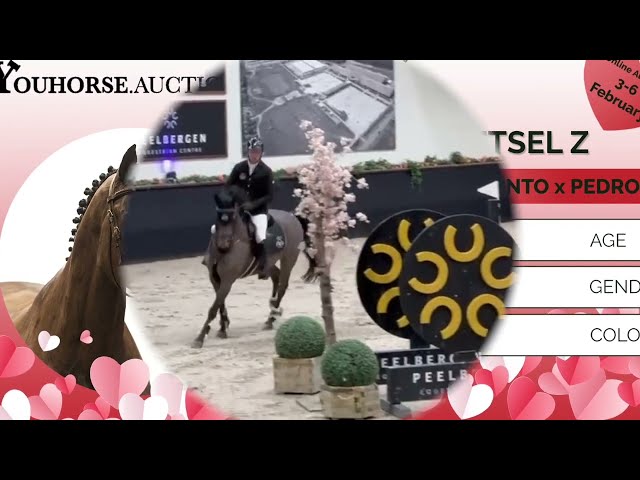 Cor D'Hoetstel @ show Peelbergen