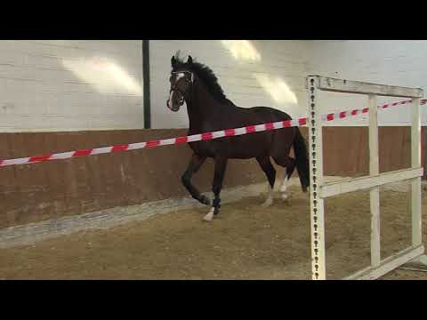 29. Mecklenburger Körtage - Kat.Nr. 70 Hengst v. Don Diarado