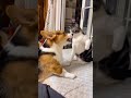 Achchha Sila Diya Tune Mere Pyar Ka Viral Song Shorts