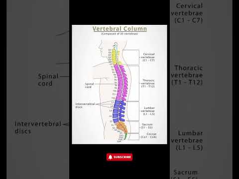 Human Vertebral Column Explained | #SpinalCord #VertebralColumn #AnatomyTips
