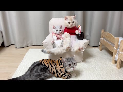 곰돌이 푸 실사판으로 변신한 고양이 삼형제