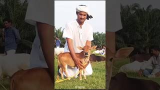 Download lagu पुंगनुर गाय को कैसे खरीदें? | How to Buy Punganur Cow? | #short #punganur cow mp3