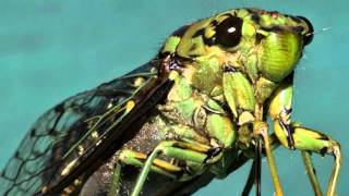 Cover art for Cicada