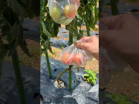 病気のトマトの黒茎の治療細菌は植物組織を生き延びます