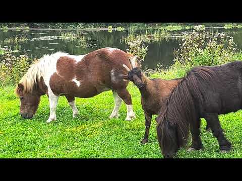 Mazowiecka wieś zaprasza - Osada Młynarza