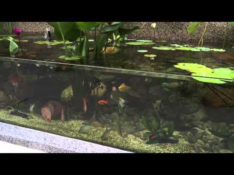 Feeding My Discus Fish in My Garden Aquarium