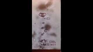 CO2 H2O Fluid Inclusion in Carbonatitic Fluorite freezing stage