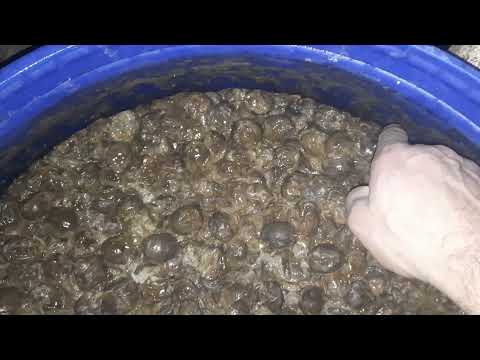 Când facem țuica ???