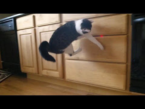 Cat  🙀 and laser | Funny and adorable cat videos 2022