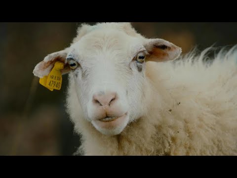 KRČKA OVCA ( POVRATAK ŽIVOTINJAMA )