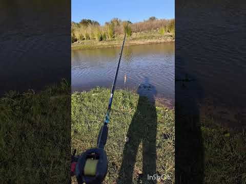 Pesca de Taruchas en Santa Rosa de Calchines Santa Fe.