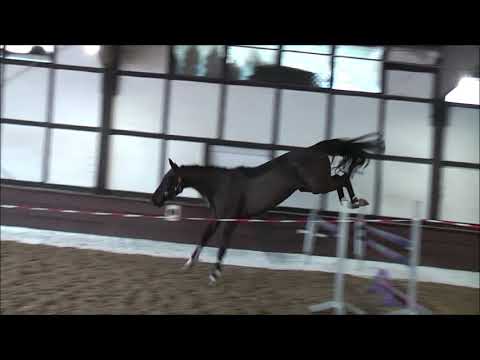 CALLE 5j. v. Contendro - Argentinus - for sale