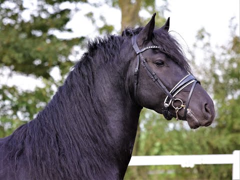 Stal Okkema's Tsjerk - stallion - 1.65m - 2018