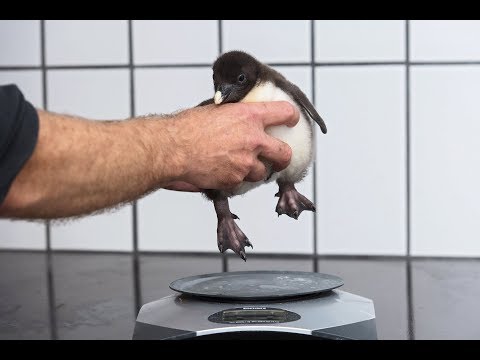 Felsenpinguin-Küken sind nun zu sehen I Tiergarten Schönbrunn