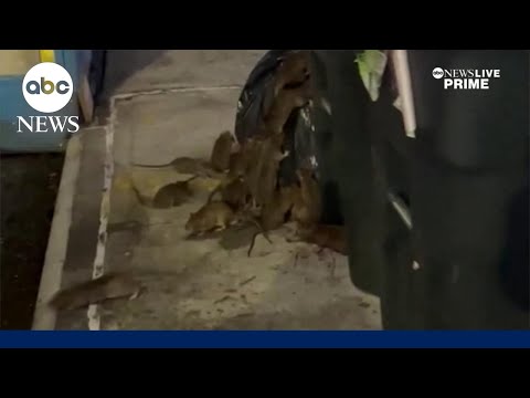 8 million New Yorkers versus 3 million rats: Is rat birth control the solution?