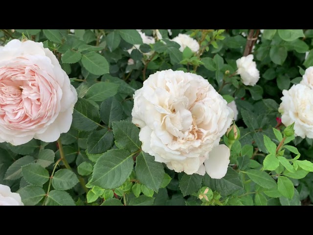 Роза Crocus rose