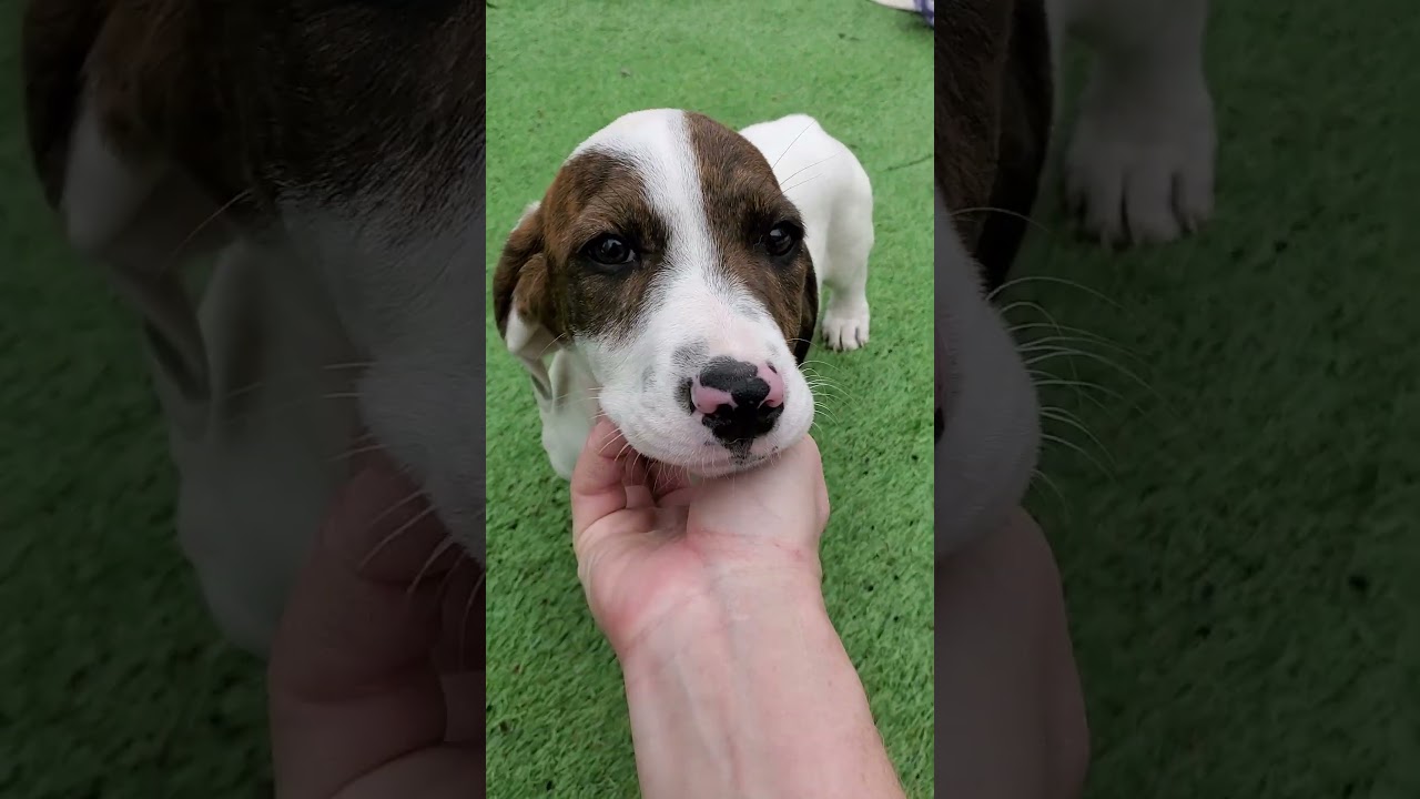 Enlarge Jewels, a Adoptable mixed breed in Blairstown, NJ video 6/6