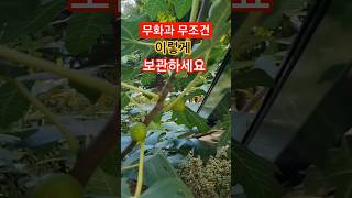 무화과 무조건 이렇게 보관하세요 #k봄날지혜