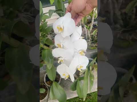 Orchid flowers bloom in my garden 🌸🌹🌺