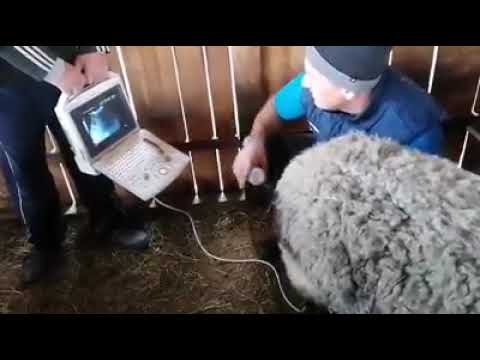 Romanovske Ovce/Danas je obavljen ultrazvuk i provera sjagnjenost naših ovaca!