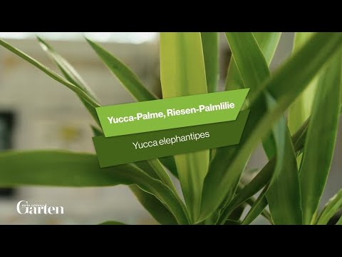 Yucca Palme: Tipps zur Pflanzung und Pflege