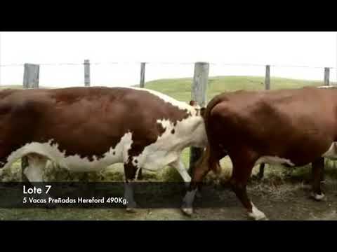 Lote 5 Vaquillonas Vacas Preñadas Hereford 490kg -  en Establecimiento las Delicias - Paraje la Bolsa, ruta 30 km 176. entra al sur 8 km.