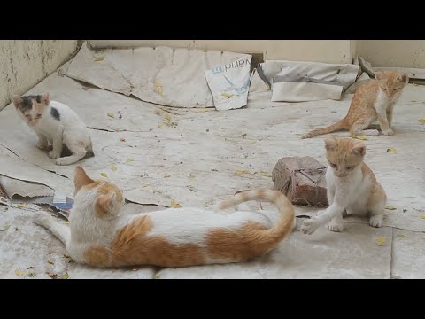 Feral Cat Bringing Her Cute Kittens For The First Time In Years