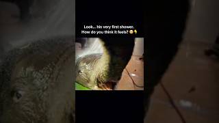 Elephant Calf’s First Shower