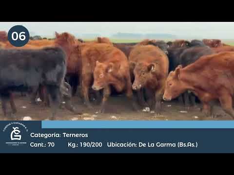Lote Machos - De la Garma Bs As