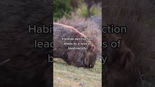 How do we minimise habitat loss from deforestation? By changing the way we eat.