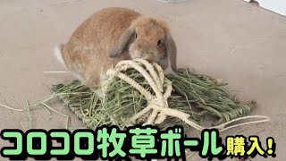 うさぎにコロコロ牧草ボールを買ってみた！【bunny grass holder】
