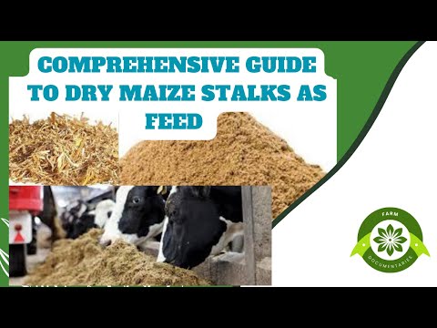 From Field to Feed: The Comprehensive Guide to Using Dry Maize Stalks