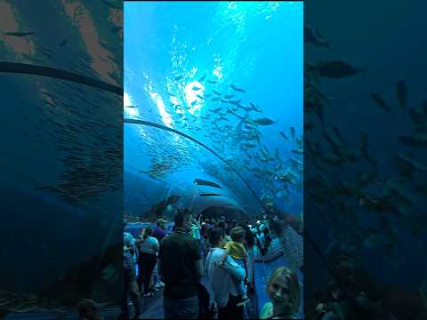 Underwater Tunnel at Georgia Aquarium, Largest Aquarium in the United States #shorts #subscribe #usa