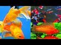 surathal masun/ornamental fish