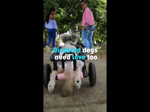 Disabled dogs need love too