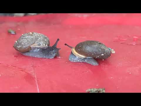 Snails 🐌🐌