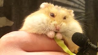 ASMR Dwarf Hamster Ravages Cabbages ASMR