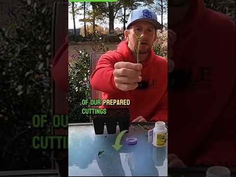 How to Propagate Lantana In 60 Seconds #plantpropagation #lantanacamara #lantana