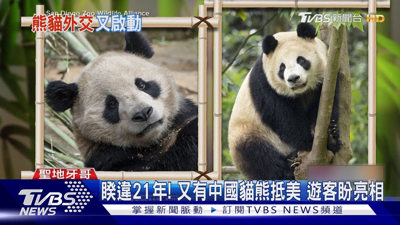 睽違21年！又有中國貓熊抵美　美國之音批陸管控言論