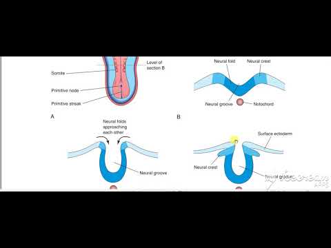 Neural tube 3