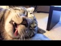 nya nya song nekos :D !!!.... 