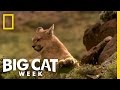 Becoming a Hunter | Puma! Elusive Hunter of the Andes