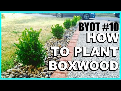 download lagu mp3 mp4 Velvet Boxwood Shrub, download lagu Velvet Boxwood Shrub gratis, unduh video klip Velvet Boxwood Shrub