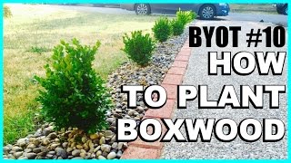 DIY Boxwood Appeal : HOW TO PLANT SHRUBS